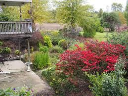 Euonymus alatus &#39;Compactus&#39; 3 gal
