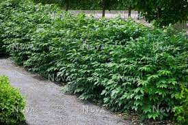 Euonymus alatus &#39;Compactus&#39; 3 gal