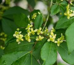 Euonymus alatus &#39;Compactus&#39; 3 gal
