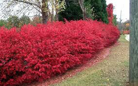 Euonymus alatus &#39;Compactus&#39; 3 gal