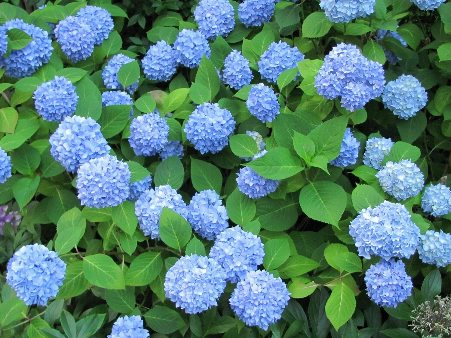 Hydrangea macrophylla &#39;Nikko Blue&#39;