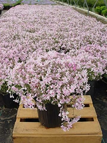Phlox Candy Stripe 1 gal.