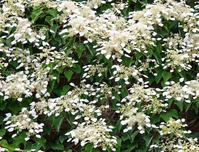 Hydrangea anomala - climbing hydrangea