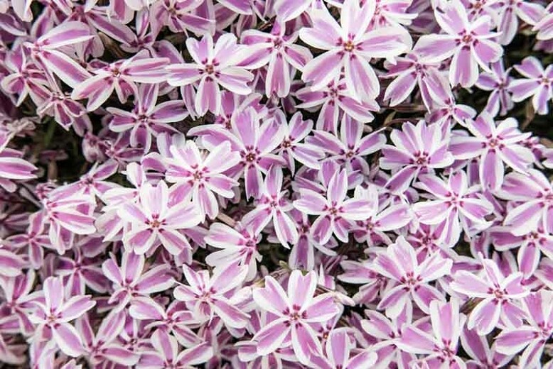 Phlox Candy Stripe 1 gal.
