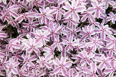 Phlox Candy Stripe 1 gal.