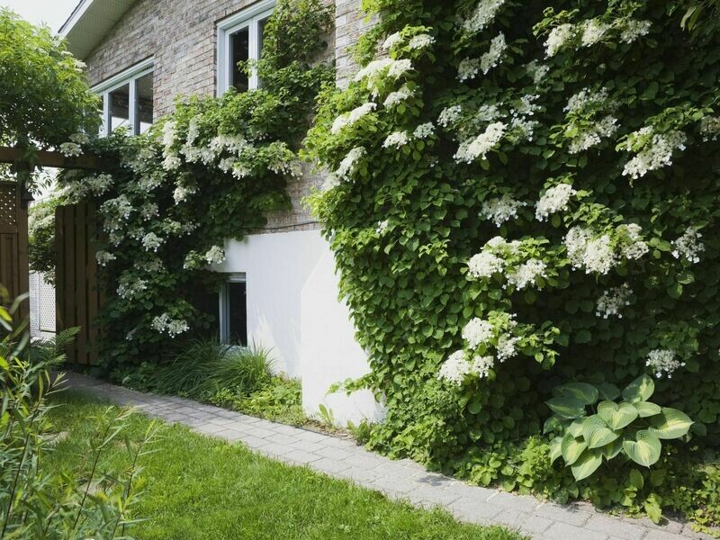 Hydrangea anomala - climbing hydrangea