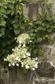 Hydrangea anomala - climbing hydrangea