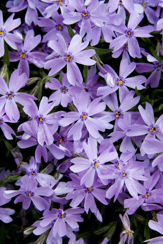 Phlox Emerald Blue #1