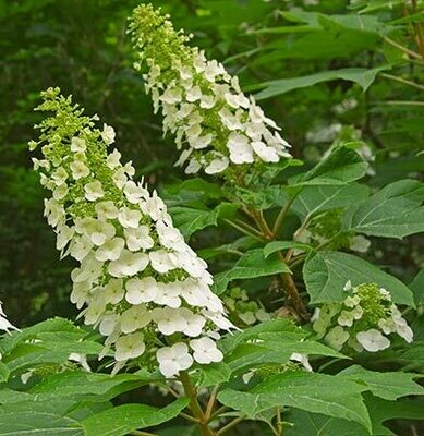 Hydrangea Que. &#39;Alice&#39; 3 gal.