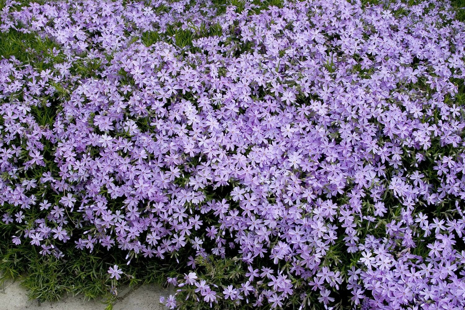 Phlox Emerald Blue #1