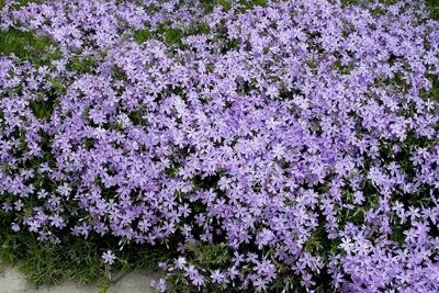 Phlox Emerald Blue #1