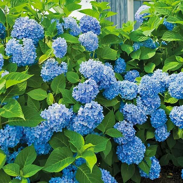 Hydrangea macrophylla &#39;Nikko Blue&#39;
