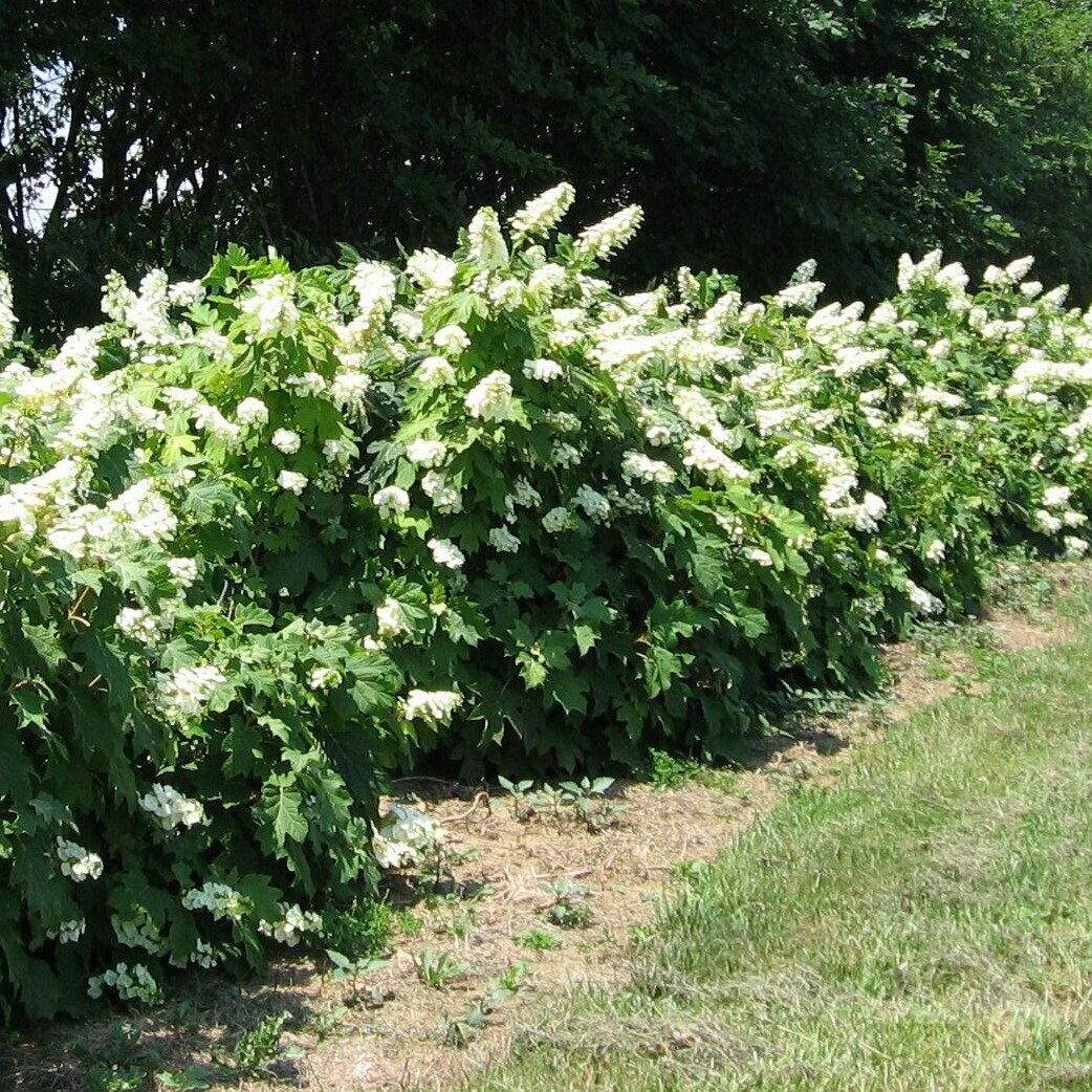 Hydrangea Que. &#39;Alice&#39; 3 gal.