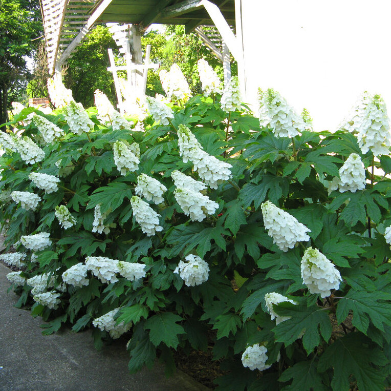 Hydrangea Que. &#39;Alice&#39; 3 gal.