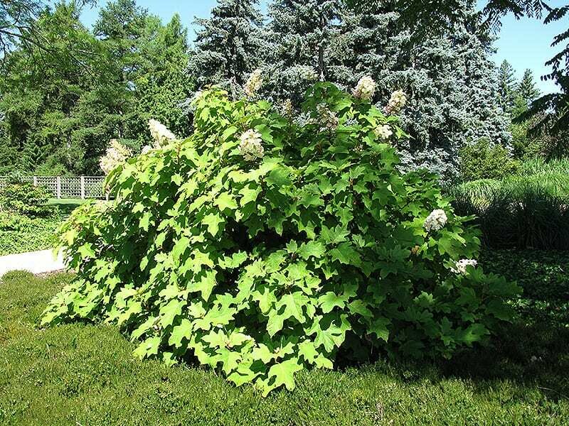 Hydrangea Que. &#39;Alice&#39; 3 gal.