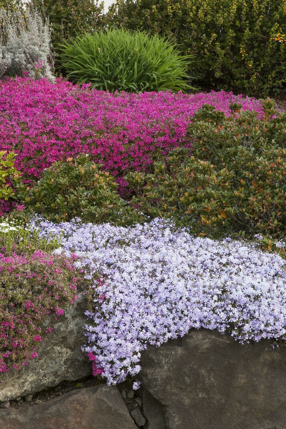 Phlox Emerald Blue #1