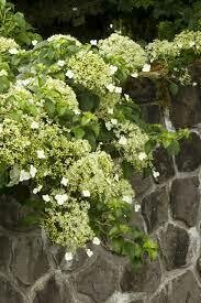 Hydrangea anomala - climbing hydrangea