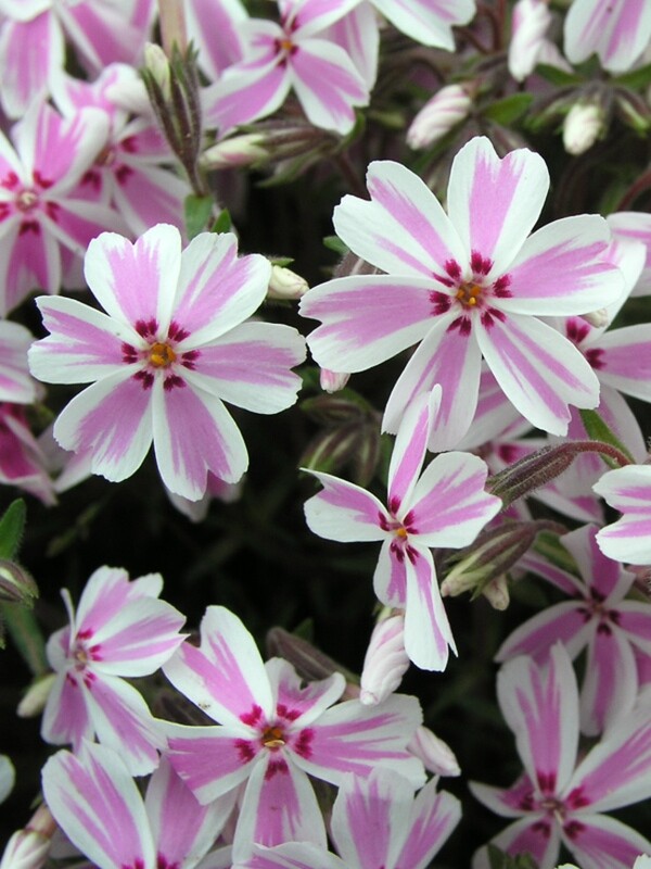 Phlox Candy Stripe 1 gal.