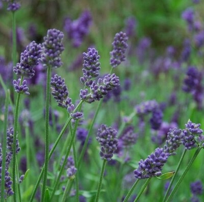 Lavender &#39;Provence&#39; 1 gal.
