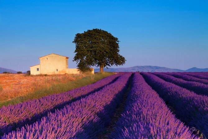 Lavender 'Provence' 1 gal.