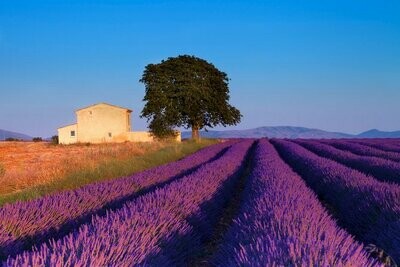 Lavender 'Provence' 1 gal.