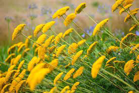 Yarrow Achillea Filipendulina &#39;Moonshine&#39; 2 gal.