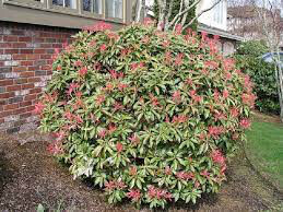 Andromeda Pieris japonica &#39;Mountain Fire&#39; 3 gal