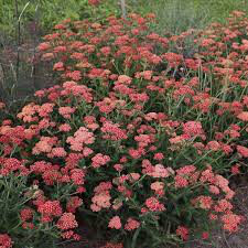 Yarrow Achillea &#39;Sassy Summer Sangria&#39; 8&quot;