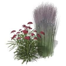 Yarrow Achillea &#39;Sassy Summer Sangria&#39; 8&quot;