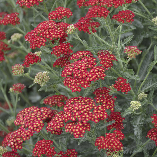 Yarrow Achillea &#39;Sassy Summer Sangria&#39; 8&quot;
