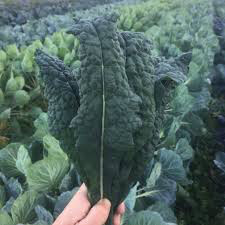 Kale Toscano Organic 6 pack