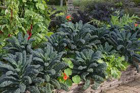 Kale Toscano Organic 6 pack