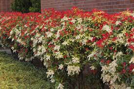 Andromeda Pieris japonica &#39;Mountain Fire&#39; 3 gal