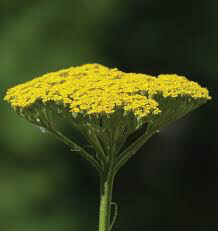 Yarrow Achillea Filipendulina &#39;Moonshine&#39; 2 gal.