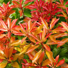 Andromeda Pieris japonica &#39;Mountain Fire&#39; 3 gal