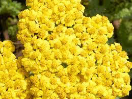 Yarrow Achillea Filipendulina &#39;Moonshine&#39; 2 gal.