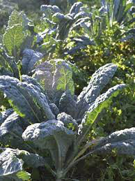 Kale Toscano Organic 6 pack
