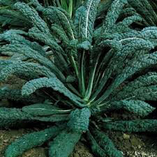 Kale Toscano Organic 6 pack