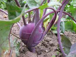 Kohlrabi Kossak Purple Organic 6-pack 