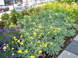 Yarrow Achillea Filipendulina &#39;Moonshine&#39; 2 gal.