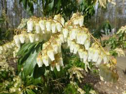Andromeda Pieris japonica &#39;Mountain Fire&#39; 3 gal