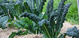 Kale Toscano Organic 6 pack