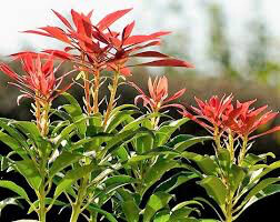 Andromeda Pieris japonica &#39;Mountain Fire&#39; 3 gal