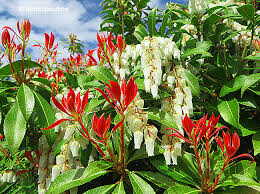 Andromeda Pieris japonica &#39;Mountain Fire&#39; 3 gal