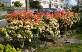 Andromeda Pieris japonica &#39;Mountain Fire&#39; 3 gal