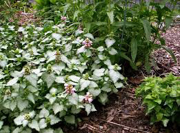 Lamium Pink Pewter 1 gal.