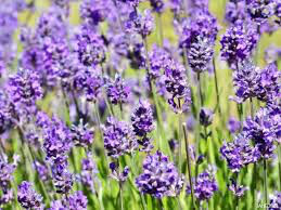 Lavender &#39;Hidcote&#39; 2 gal.