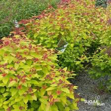 Spiraea Double Play &#39;Gold&#39; #3