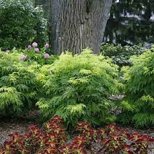 Sambucus nigra &#39;Instant Karma&#39; 3 gal