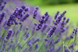Lavender &#39;Hidcote&#39; 2 gal.